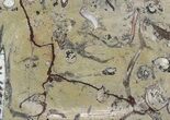 / Fossil Orthoceras & Goniatite Plate - Stoneware #58565-1